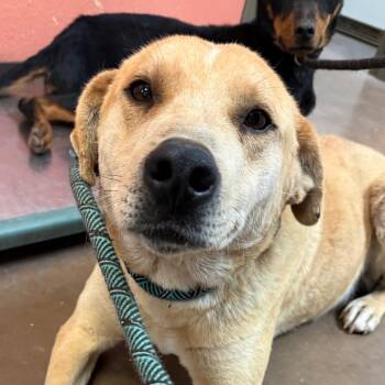 Yellow Labrador Retriever and Mixed Breed Dogs Available for Adoption in Flagstaff, Arizona - Greg | PetCurious