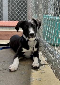 Ratatouille -  Mixed Breed Dog for Adoption in Morristown, New Jersey - Ratatouille | PetCurious