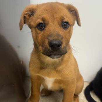 Rescue Labrador Retriever and Mixed Breed Dogs for Adoption in Bryan, Texas - 59838538 | PetCurious
