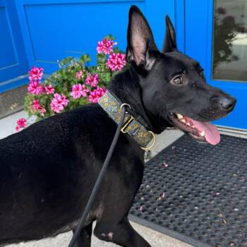 Franny Owens -  Mixed Breed Dog for Adoption in Dearborn, Michigan - Franny Owens | PetCurious