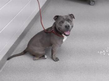 Boxer and Mixed Breed Dogs Available for Adoption in Omaha, Nebraska - GUSTAVO | PetCurious