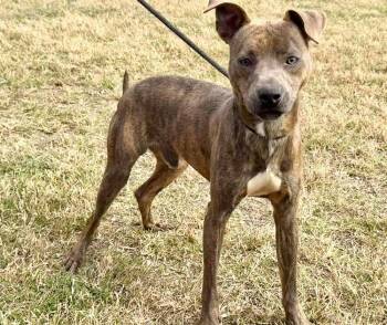 Baby Boy -  Mixed Breed Dog for Adoption in Scott, Louisiana - Baby Boy | PetCurious