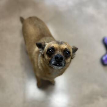 Chihuahua and Terrier Dogs Available for Adoption in Kyle, Texas - CHURRO | PetCurious