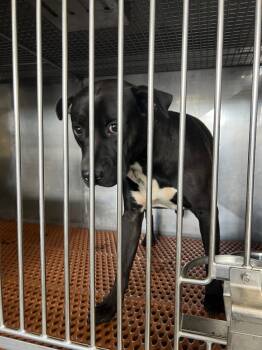 Rescue Pit Bull Terrier and Mixed Breed Dogs for Adoption in Henderson, North Carolina - Pongo | PetCurious