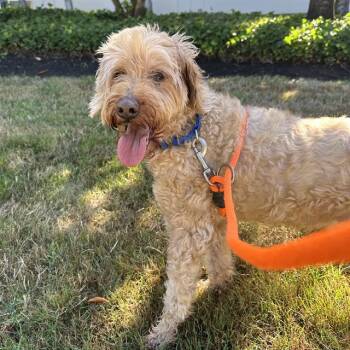 RAINY -  Poodle and Golden Retriever Dog for Adoption in Kent, Washington - RAINY | PetCurious
