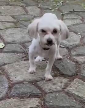 Alfie -  Poodle Dog for Adoption in Alden, New York - Alfie | PetCurious