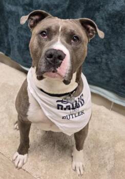 John -  Mixed Breed Dog for Adoption in Hamilton, Ohio - John | PetCurious