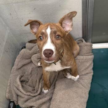 Pit Bull Terrier Dogs Available for Adoption in Evansville, Indiana - Bartlebee | PetCurious