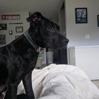 Pit Bull Terrier and Staffordshire Bull Terrier Dogs Available for Adoption - Slate D11152 | PetCurious