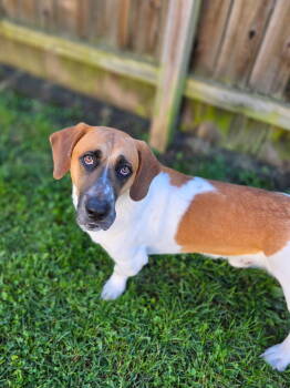 Rescue Basset Hound Dogs for Adoption in Brookville, Ohio - Oliver (Oct 2025) | PetCurious