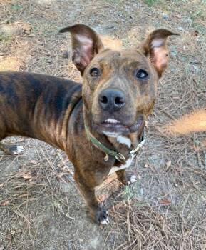 Blackberry -  Pit Bull Terrier and Shepherd Dog for Adoption in Little Rock, Arkansas - Blackberry | PetCurious