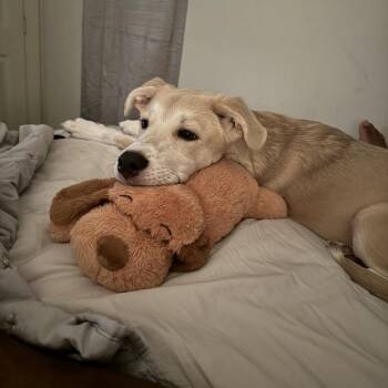 Akita Dogs Available for Adoption - Magnolia | PetCurious