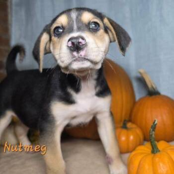 Nutmeg -  Feist and Labrador Retriever Dog for Adoption in Sanford, North Carolina - Nutmeg | PetCurious