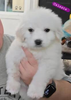 Rescue Great Pyrenees Dogs for Adoption in Wheelersburg, Ohio - Celeste | PetCurious