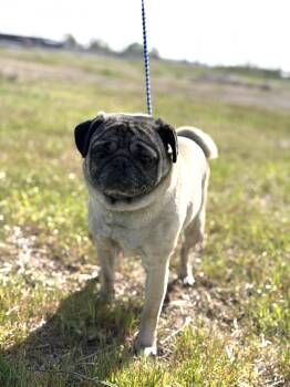 Pug Dogs Available for Adoption in Seattle, Washington - Harold | PetCurious