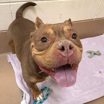 Teenie Beanie -  English Bulldog and Mixed Breed Dog for Adoption in Reno, Nevada - Teenie Beanie | PetCurious
