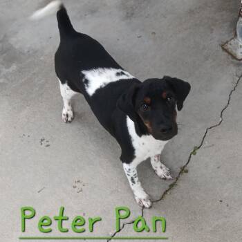 PETER PAN -  Terrier Dog for Adoption in Seymour, Indiana - PETER PAN | PetCurious