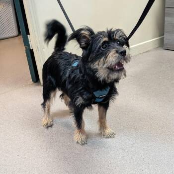 Flounder -  Standard Schnauzer Dog for Adoption in Pasadena, California - Flounder | PetCurious