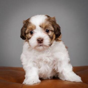Shih Tzu and Havanese Dogs Available for Adoption - Iris | PetCurious