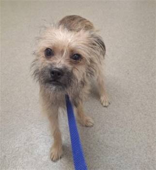 LEWIS -  Terrier and Mixed Breed Dog for Adoption in San Bernardino, California - LEWIS | PetCurious