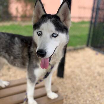 Aurora -  Husky Dog for Adoption in Philadelphia, Pennsylvania - Aurora | PetCurious