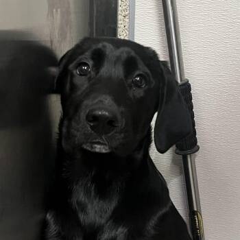 Amara -  Cane Corso and Shepherd Dog for Adoption in Palm Springs, California - Amara | PetCurious