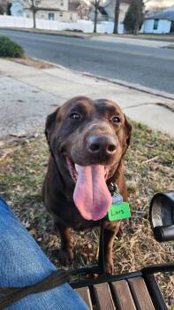 Chocolate Labrador Retriever Dogs Available for Adoption - Lars Tag 3504 | PetCurious