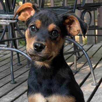 Poblano -  Mixed Breed Dog for Adoption in Normal, Illinois - Poblano | PetCurious