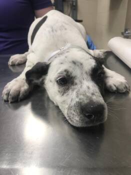 DUCKY -  Pit Bull Terrier and Australian Cattle Dog Blue Heeler Dog for Adoption in Conroe, Texas - DUCKY | PetCurious
