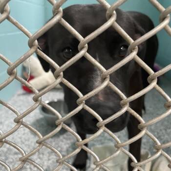 Sherri -  Mixed Breed Dog for Adoption in Port Charlotte, Florida - Sherri | PetCurious