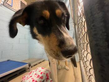 Shepherd and Mixed Breed Dogs Available for Adoption in Blountville, Tennessee - Laney | PetCurious
