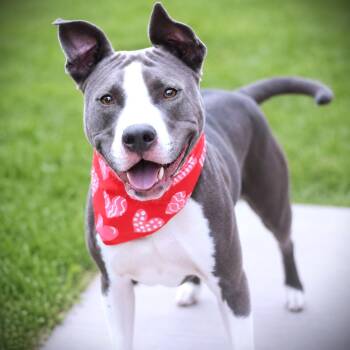 Sadie -  Terrier Dog for Adoption in Amsterdam, New York - Sadie | PetCurious