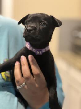 Rescue Black Labrador Retriever and Pit Bull Terrier Dogs for Adoption in Mt. Juliet, Tennessee - Demi | PetCurious