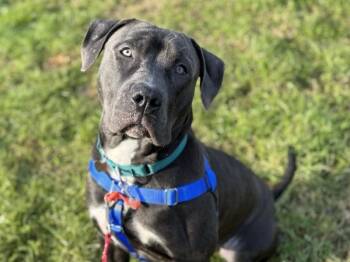 Pit Bull Terrier Dogs Available for Adoption - Uncle Donny | PetCurious