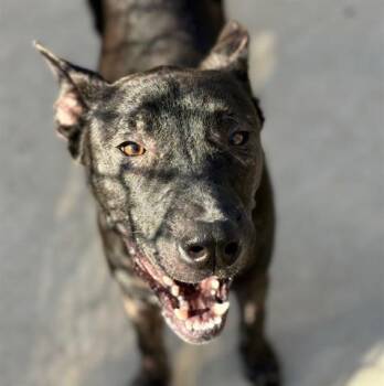 Rescue German Shepherd Dog and Mixed Breed Dogs for Adoption in Tulsa, Oklahoma - HERMES | PetCurious