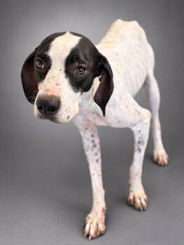 Maddie -  Pointer and Mixed Breed Dog for Adoption in Bowling Green, Kentucky - Maddie | PetCurious