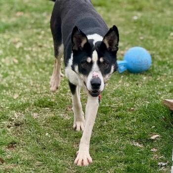Border Collie and Husky Dogs Available for Adoption in Metamora, Michigan - Pythagoras | PetCurious