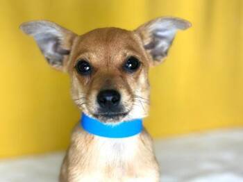 Peter -  Chihuahua and Miniature Pinscher Dog for Adoption in Portland, Oregon - Peter | PetCurious