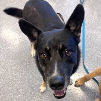 Shepherd and Black Labrador Retriever Dogs Available for Adoption in Naperville, Illinois - Oki (Bonded With Niko) | PetCurious