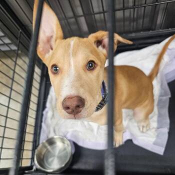 Barkley -  Chocolate Labrador Retriever and Mixed Breed Dog for Adoption in Midland, Texas - Barkley | PetCurious