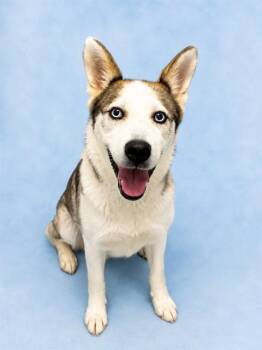 ASPEN -  Siberian Husky Dog for Adoption in Westminster, Maryland - ASPEN | PetCurious