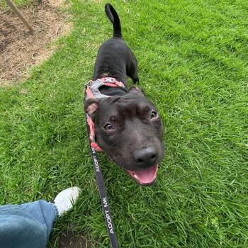 Ronaldo -  Staffordshire Bull Terrier and Mixed Breed Dog for Adoption in Los Angeles, California - Ronaldo | PetCurious