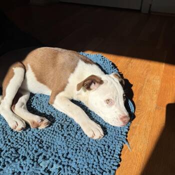 HAPPY -  Pit Bull Terrier Dog for Adoption in Greensboro, North Carolina - HAPPY | PetCurious