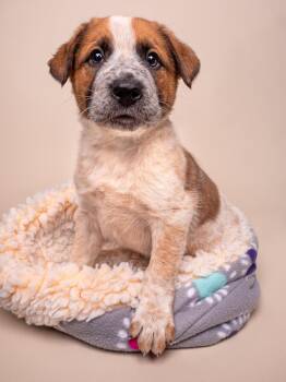 Australian Shepherd Dogs Available for Adoption in Palo Alto, California - Crime: Alibi | PetCurious