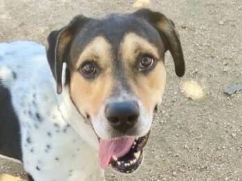 Trucker -  Mixed Breed Dog for Adoption in Georgetown, Texas - Trucker | PetCurious