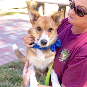 Gronk (Male) Avail 9/26 -  Collie and Corgi Dog for Adoption in West Grove, Pennsylvania - Gronk (Male) Avail 9/26 | PetCurious
