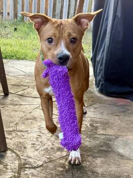 Pit Bull Terrier and Australian Cattle Dog Blue Heeler Dogs Available for Adoption - NED!  Total SWEETHEART!!!! | PetCurious