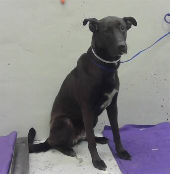 Staffordshire Bull Terrier and Mixed Breed Dogs Available for Adoption in Houston, Texas - AMY | PetCurious