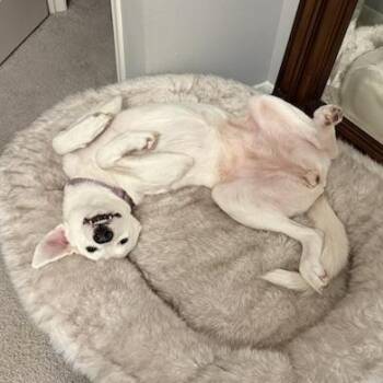 Great Pyrenees and Labrador Retriever Dogs Available for Adoption in Webster, Texas - Pearl | PetCurious