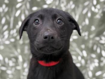 Labrador Retriever Dogs Available for Adoption - Alani | PetCurious